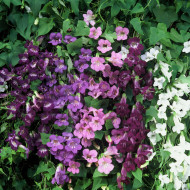 Asarine scandens Formula Mix