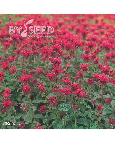 Monarde Panorama Red Shades