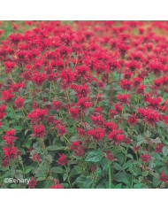 Myosotis nain Victoria azurea