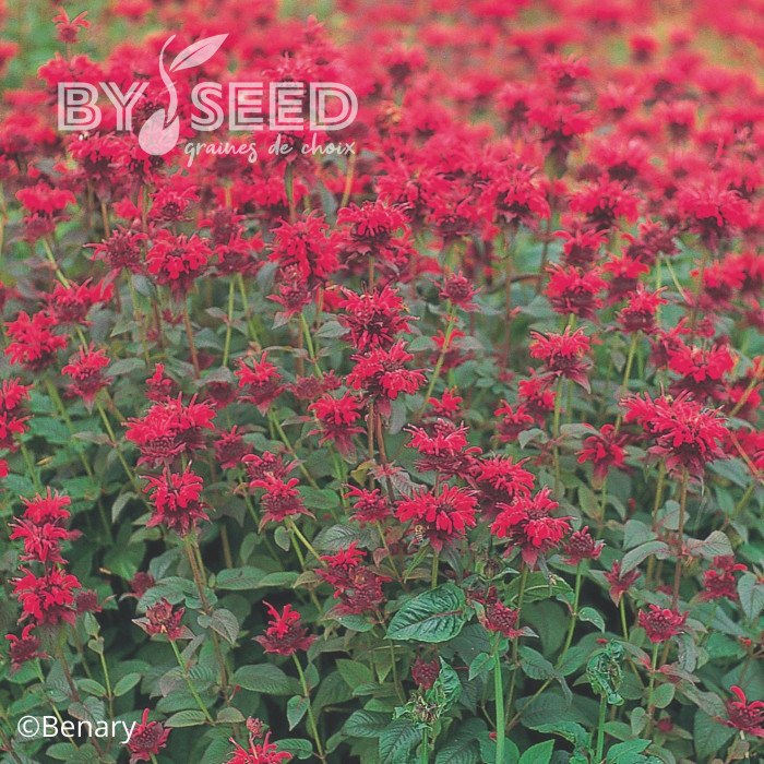 Monarde Panorama Red Shades