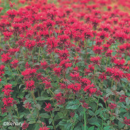 Monarde Panorama Red Shades