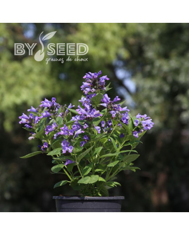 Nepeta subsessilis Dark Blue Panther