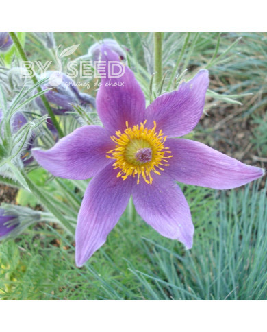 Pulsatilla vulgaris Anémone pulsatille violette