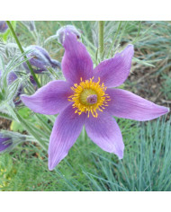 Arum blanc White Lady