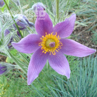 Pulsatilla vulgaris Anémone pulsatille violette