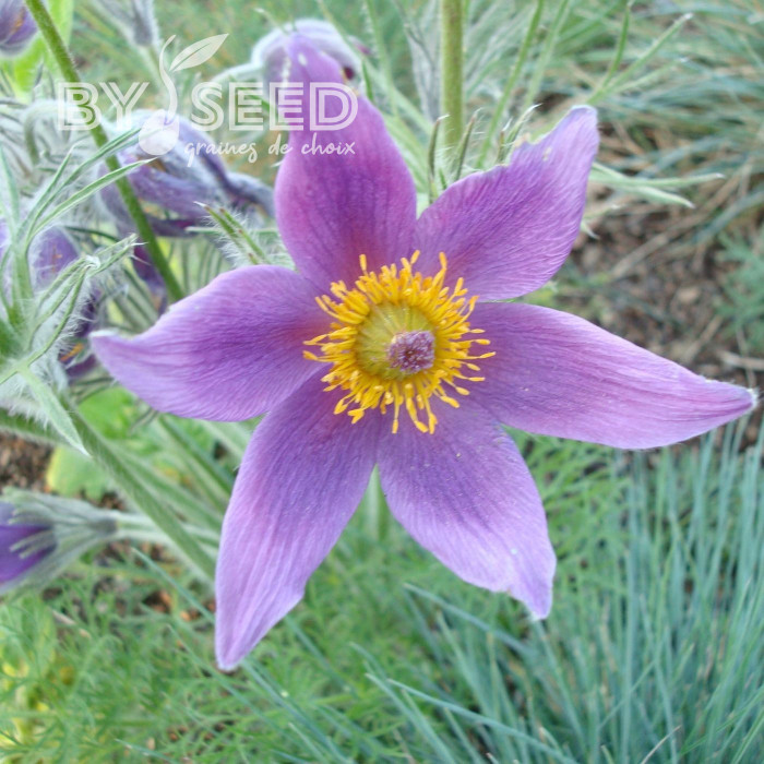 Pulsatilla vulgaris Anémone pulsatille violette