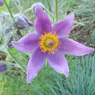 Pulsatilla vulgaris Anémone pulsatille violette