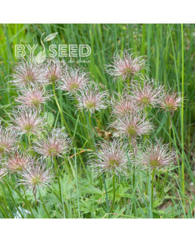 Pulsatilla vulgaris Anémone pulsatille violette