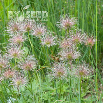 Pulsatilla vulgaris Anémone pulsatille violette