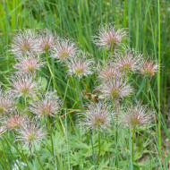 Pulsatilla vulgaris Anémone pulsatille violette