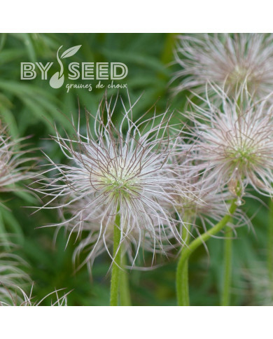 Pulsatilla vulgaris Anémone pulsatille violette