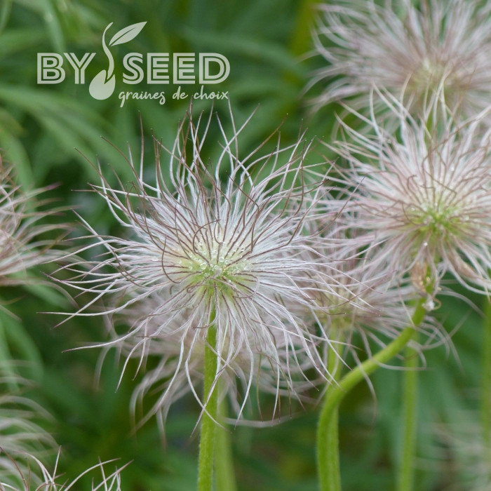Pulsatilla vulgaris Anémone pulsatille violette