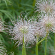 Pulsatilla vulgaris Anémone pulsatille violette