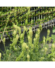 Reseda luteola