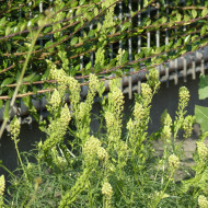 Reseda lutea