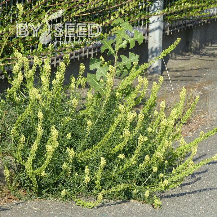 Reseda lutea