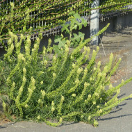 Reseda lutea
