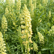 Reseda luteola
