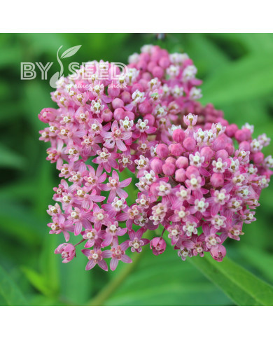 Asclepias incarnata Rose