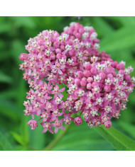 Asarine scandens Formula Mix