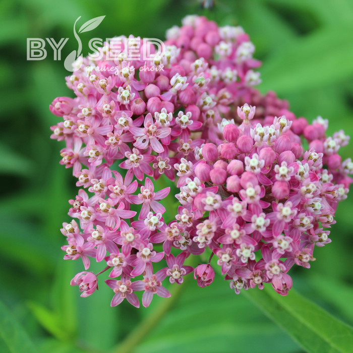 Asclepias incarnata Rose