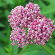 Asclepias incarnata Rose