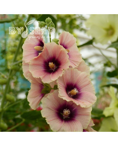 Rose trémière Halo Apricot