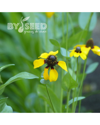 Rudbeckia amplexicaulis Chapeau mexican