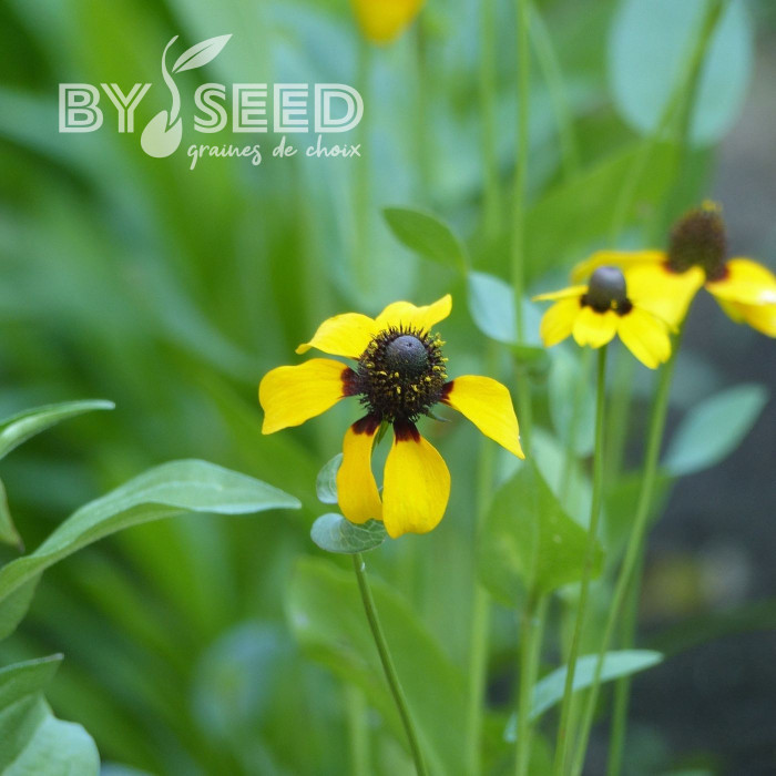 Rudbeckia amplexicaulis Chapeau mexican