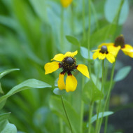 Rudbeckia amplexicaulis Chapeau mexican