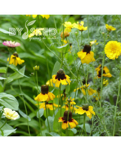 Rudbeckia amplexicaulis Chapeau mexican
