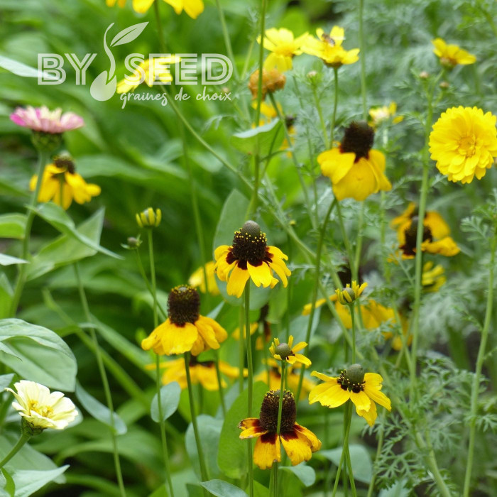 Rudbeckia amplexicaulis Chapeau mexican