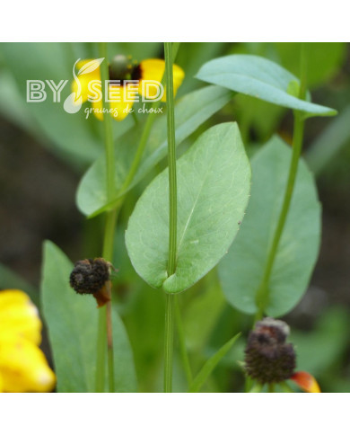 Rudbeckia amplexicaulis Chapeau mexican