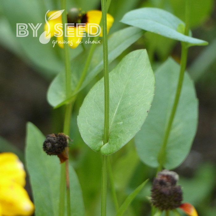 Rudbeckia amplexicaulis Chapeau mexican