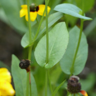 Rudbeckia amplexicaulis Chapeau mexican