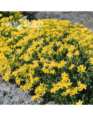 Sedum acre "Poivre des Murailles"