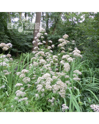 Valériane officinale