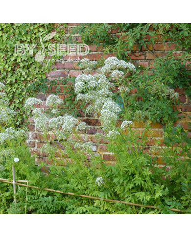 Valériane officinale