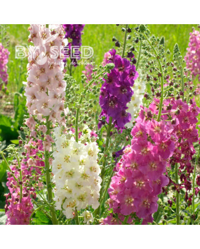 Verbascum phoeniceum Mix