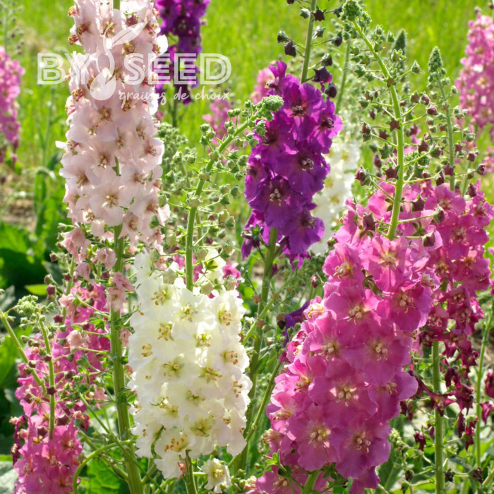 Verbascum phoeniceum Mix