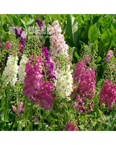 Verbascum phoeniceum Mix