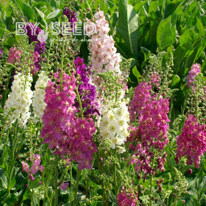 Verbascum phoeniceum Mix