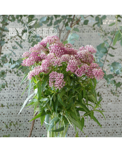 Asclepias incarnata Rose