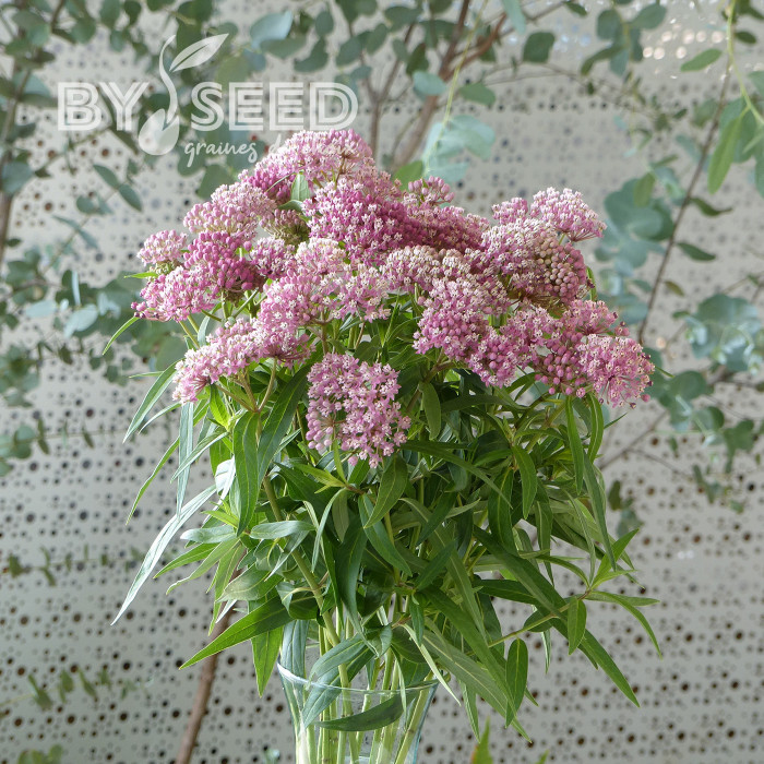Asclepias incarnata Rose
