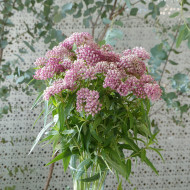 Asclepias incarnata Rose