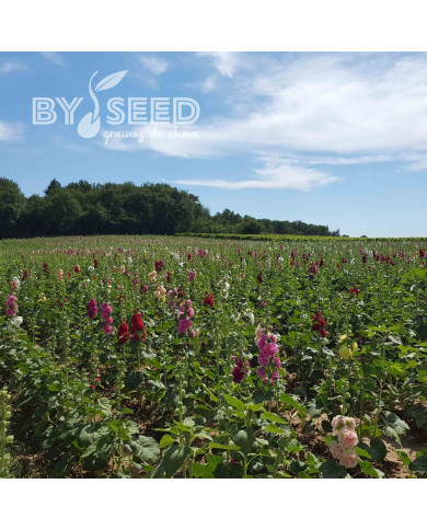 Rose trémière Chater's Double Formula Mix