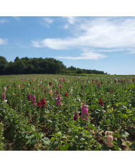 Rudbeckia amplexicaulis Chapeau mexican