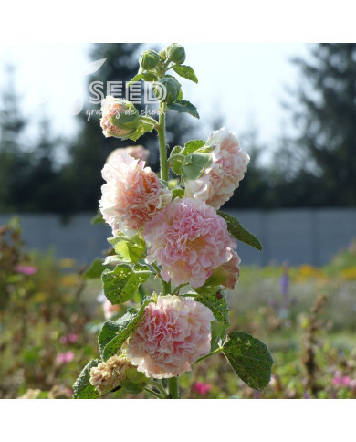 Rose trémière Chater's double Salmon (Peaches and Dreams)