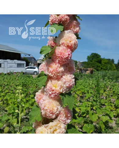 Rose trémière Chater's double Salmon (Peaches and Dreams)