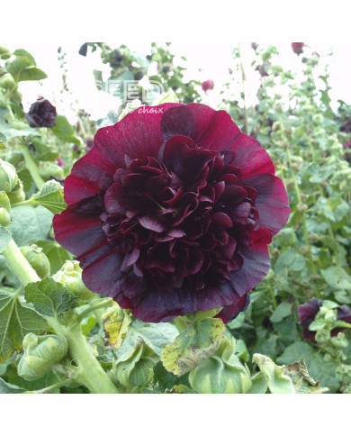 Rose trémière double Chater's Marroon